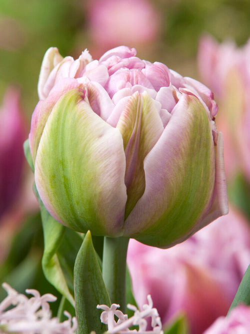 Tulipe Katinka