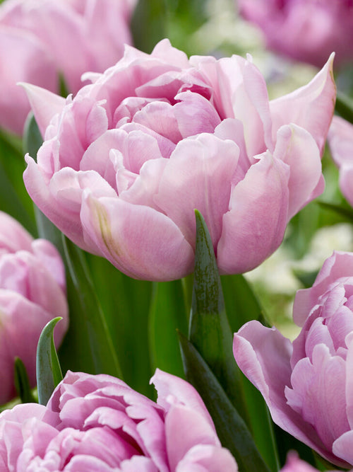 Tulipe Katinka