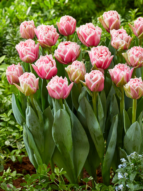 Tulipe Lets Dance