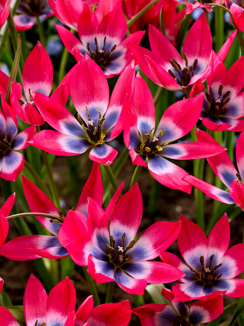 Tulipe en rocaille au printemps