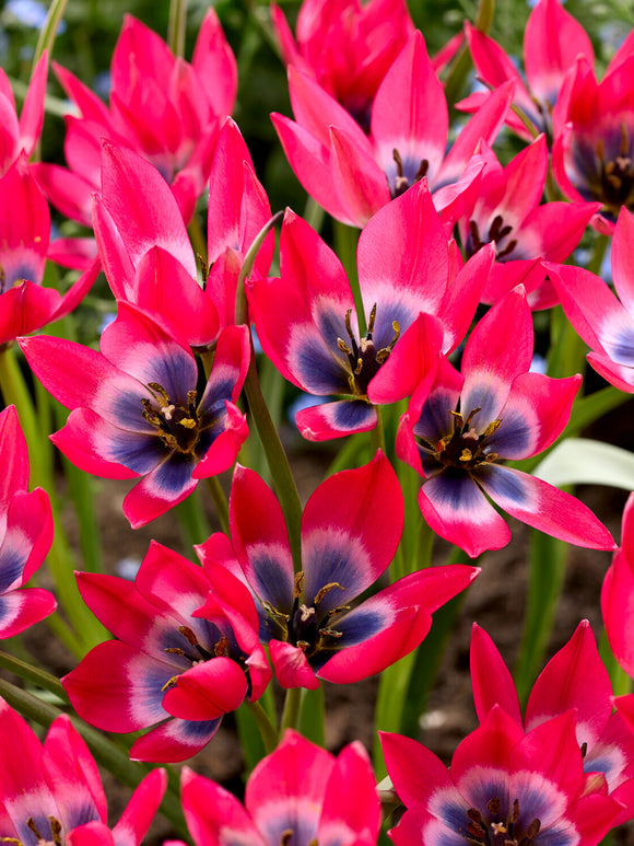 Tulipe botanique centre bleu