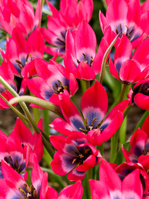 Tulipe Little Beauty