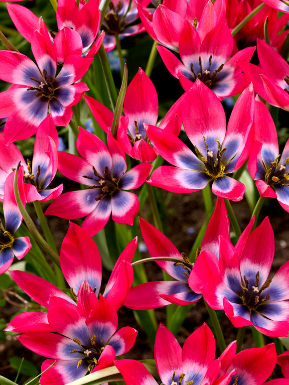 Tulipa humilis rose vif