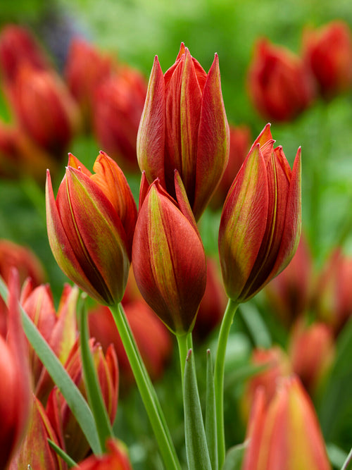 Tulipe Mara en floraison printanière