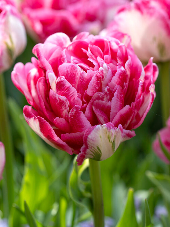 Tulipe Marshmallow en floraison printanière