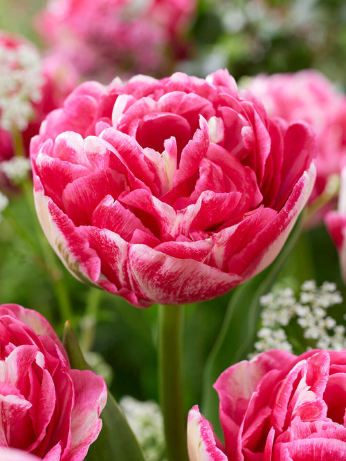 Tulipe double pionlike Marshmallow