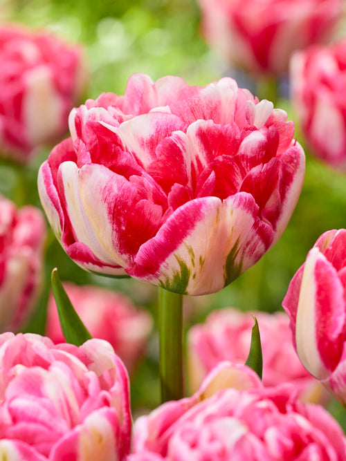 Fleur de tulipe Marshmallow en pleine ouverture