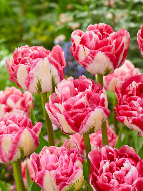 Tulipe double compacte pour potée