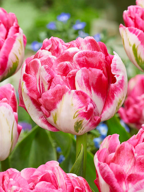 Tulipe Marshmallow double crème et rose