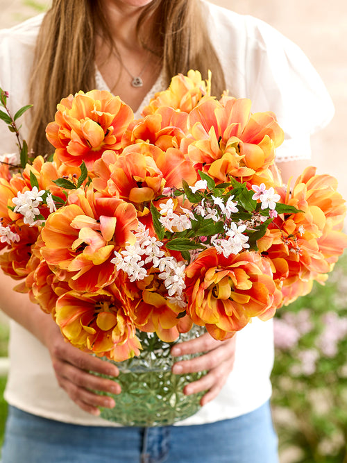 Tulipe Oakheart