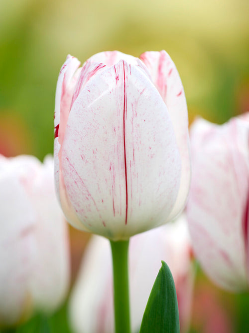 Tulipe Triumph classique en massif