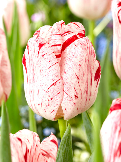 Fleur de tulipe Triumph One Direction