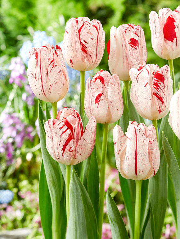 Tulipe One Direction Triumph en floraison
