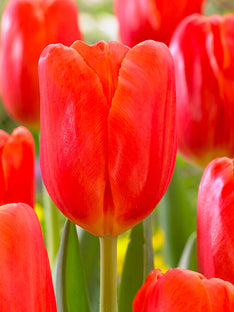Tulipe Orange Juice
