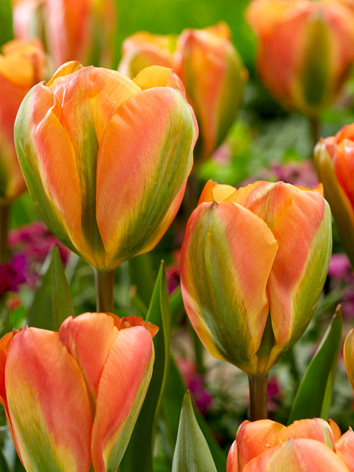 Tulipe mi printemps Orange Marmelade