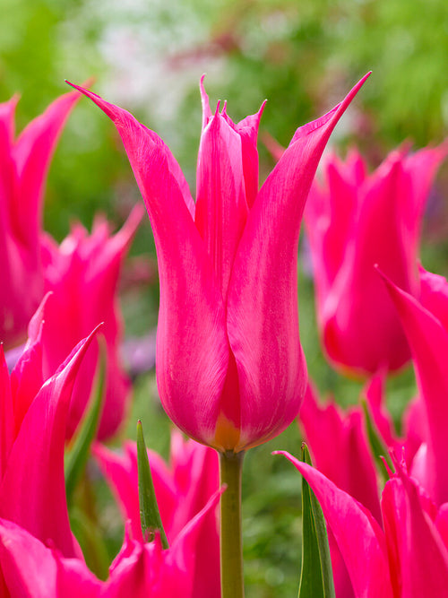 Tulpe Oriental Pearl Tulpenzwiebeln