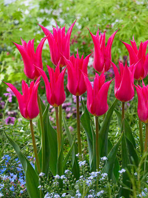 Blumenzwiebeln, Tulpenblumenzwiebeln Tulpe Oriental Pearl kaufen
