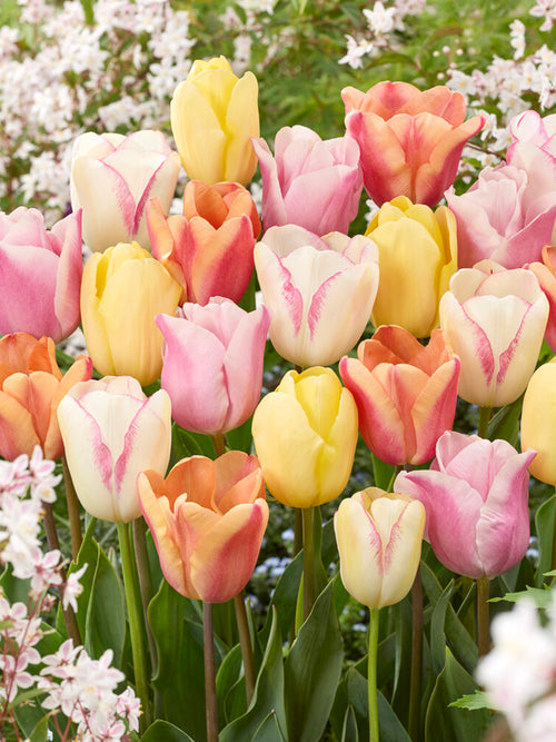 Tulipe Pastelegance Collection