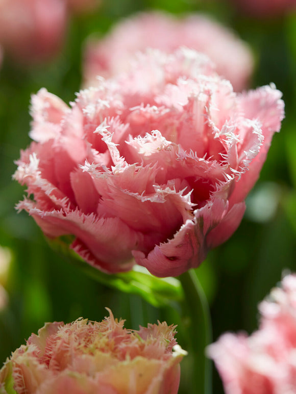Tulipe rose pivoine Pink Magic