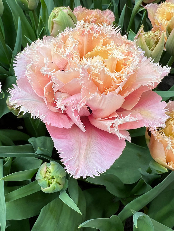 Tulipe Pink Magic double frangée