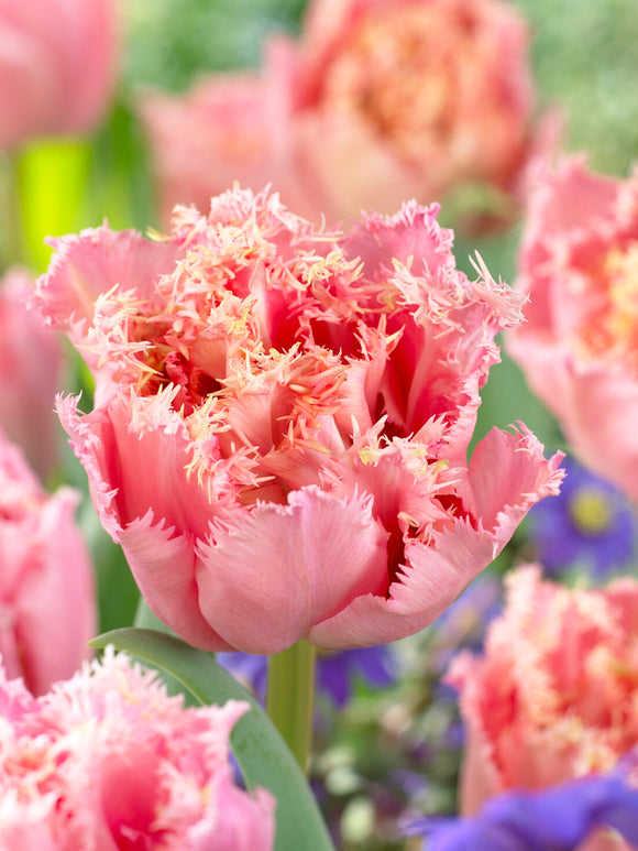 Pink Magic tulipe fleur double