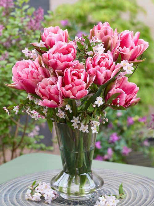 Tulipe Precious Pink