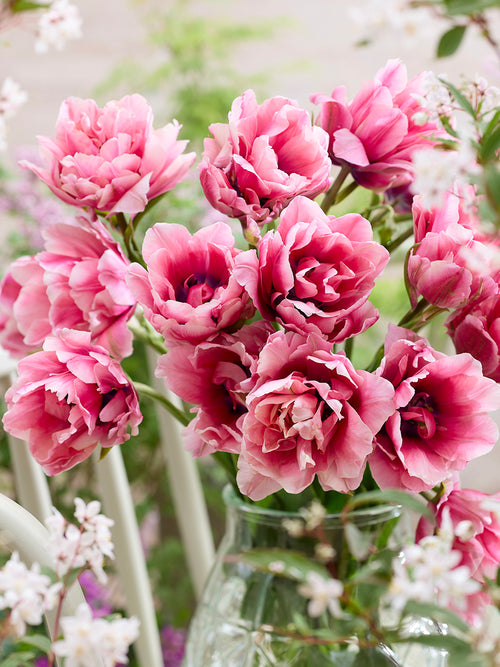 Tulipe Precious Pink