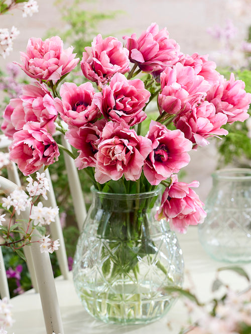 Tulipe Precious Pink
