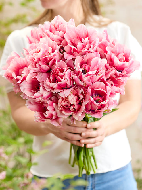 Tulipe Precious Pink