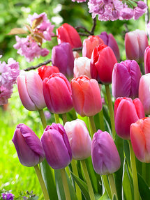 Tulipes Pride et Joy Collection