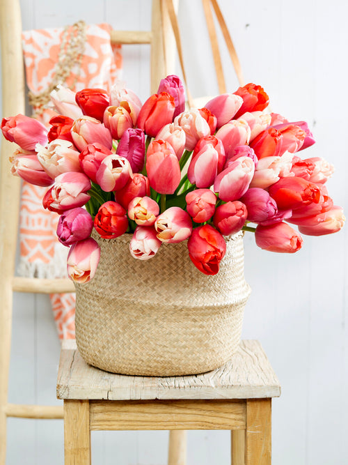 Tulipes Darwin Hybrid roses et rouges