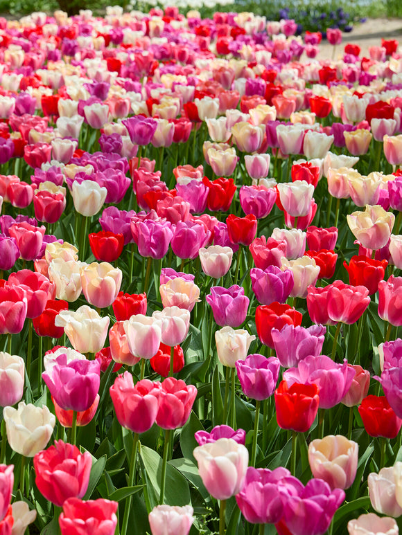 Grandes tulipes à tiges solides