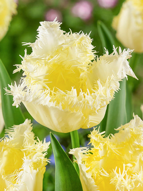 Acheter Tulipe Rebellious aus Holland