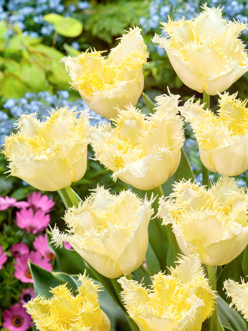 Tulipe Rebellious