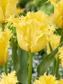 Tulipe Rebellious