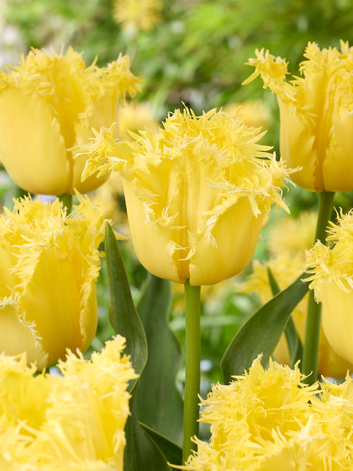 Tulipe Rebellious