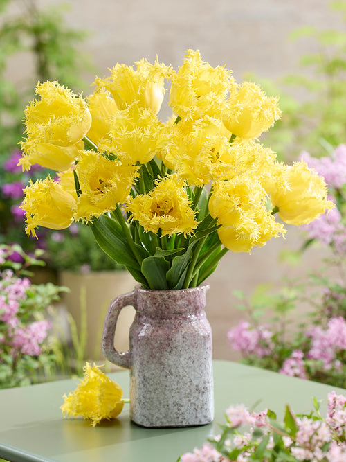 Tulipe Rebellious