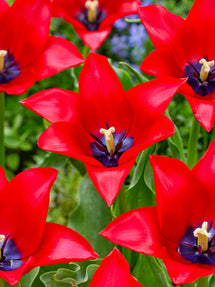 Tulipe Red Lightning Blue