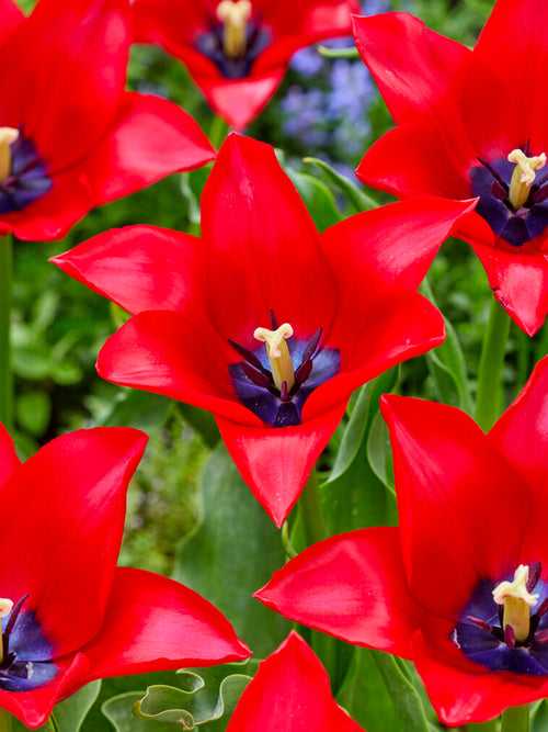 Tulipe Red Lightning Blue