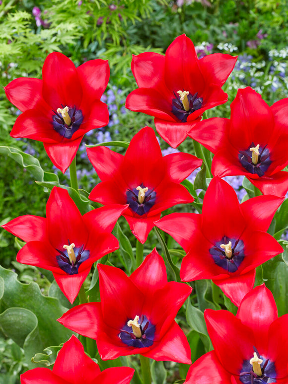 Tulipe Red Lightning Blue - DutchGrown