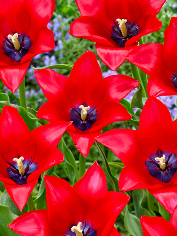 Tulipe Red Lightning Blue