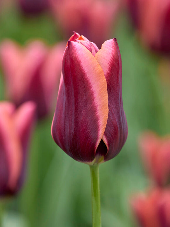 Tulipe ‘Slawa’ pourpre et abricot