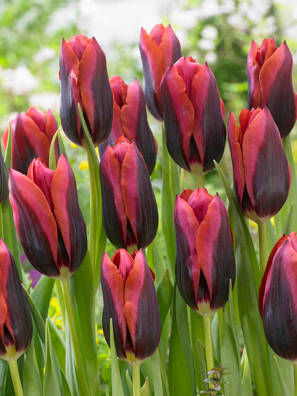 Gros plan sur tulipe ‘Slawa’