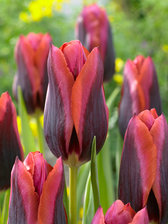 Tulipe pourpre à bord orange
