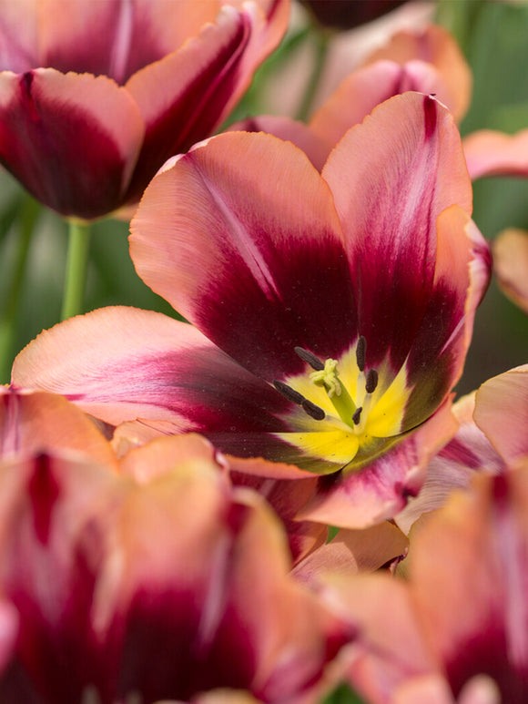 Floraison de tulipe ‘Slawa’