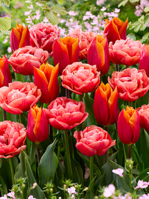 Tulipe Sunset Glow Collection