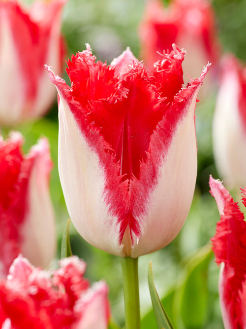 Tulipe Sweet Paradise frangée crème et rouge