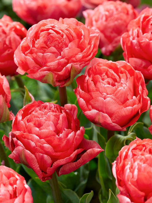 Tulipe Taiwan