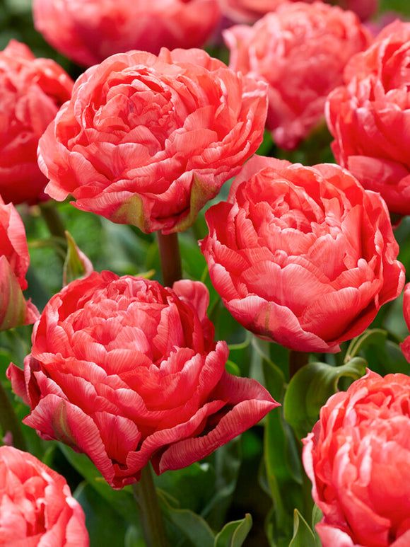 Tulipe Taiwan