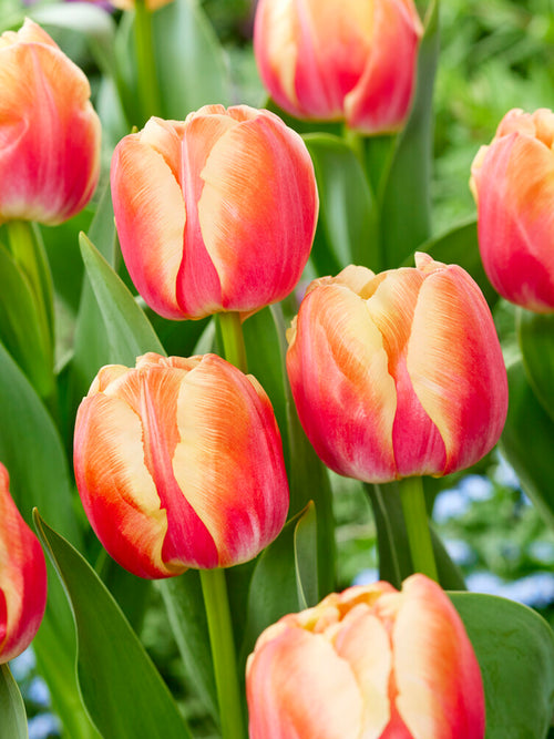 Tulipe Tasmania - DutchGrown